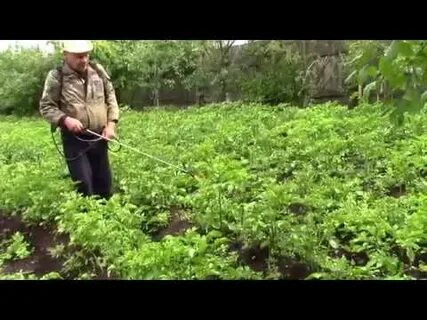 Картофель защита от фитофторы