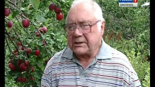 Смоленск питомники саженцев чугуева каталог. Питомник винограда чугуева. чугуевский питомник в смоленске. виноград в смоленске чугуев. саженцы смоленского питомника чугуева.
