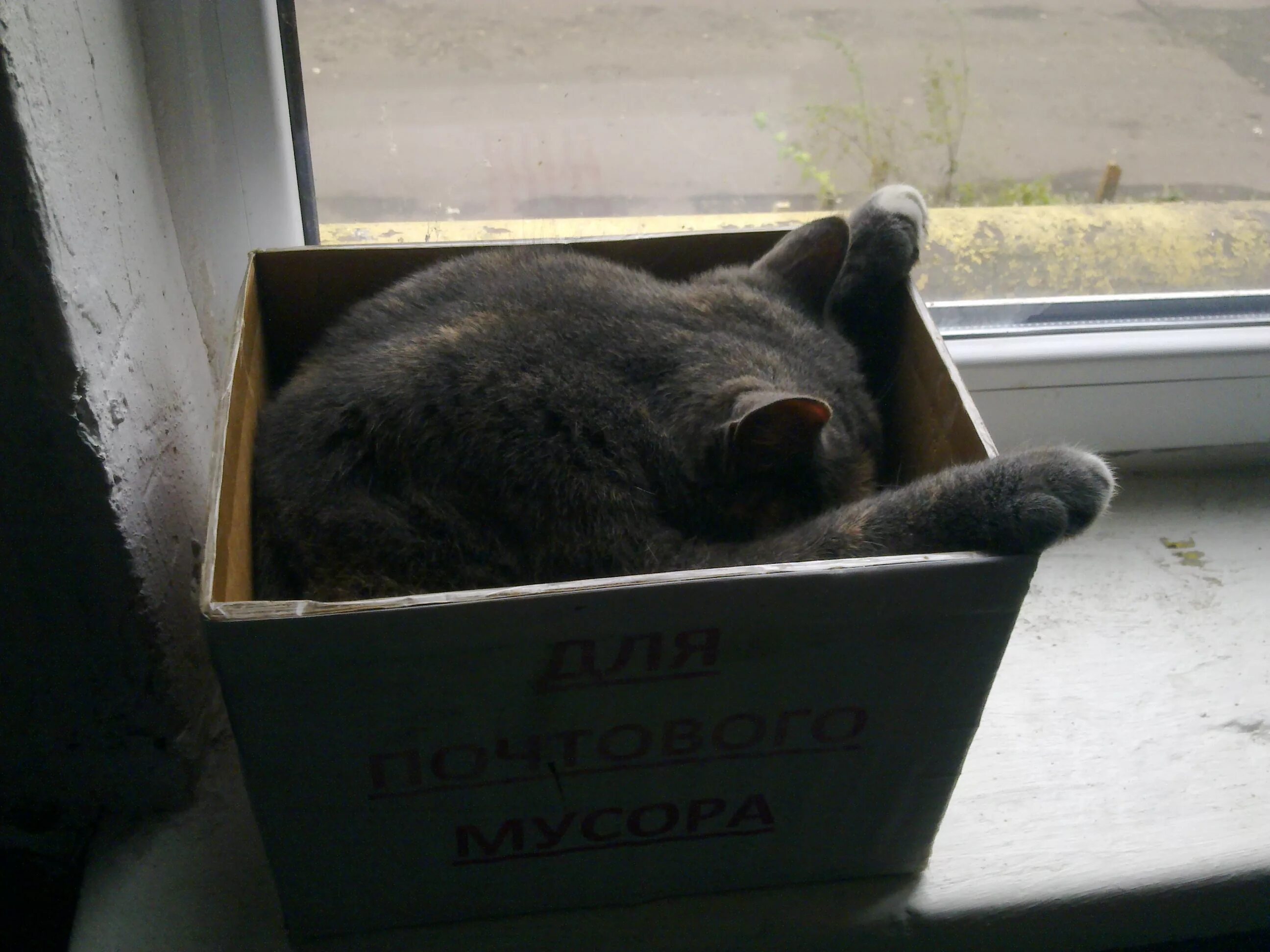 Кот в мусорке. Кот в коробке. Коробка для кота. Смешной кот в коробке.