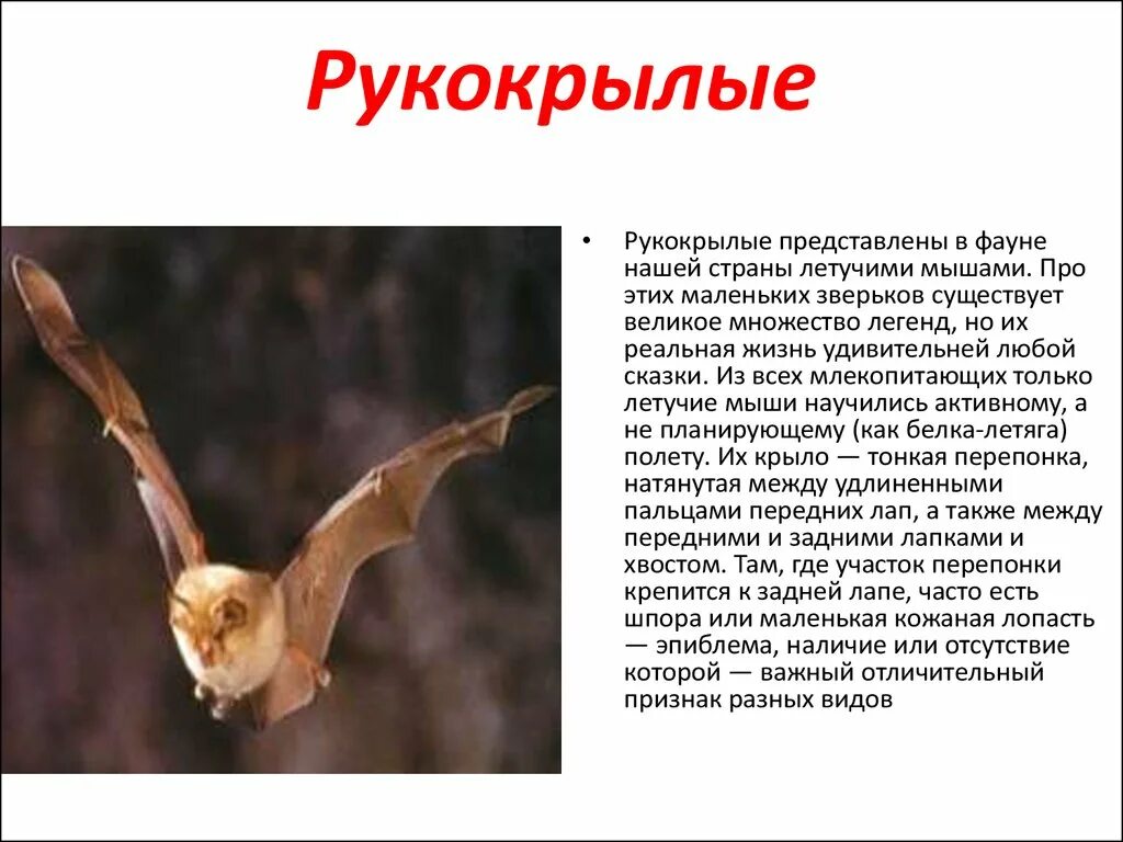 Представители летающих млекопитающих. Отряд рукокрылые представители и характеристика. классификация летучей мыши. характеристика летучей мыши. общая характеристика рукокрылых.