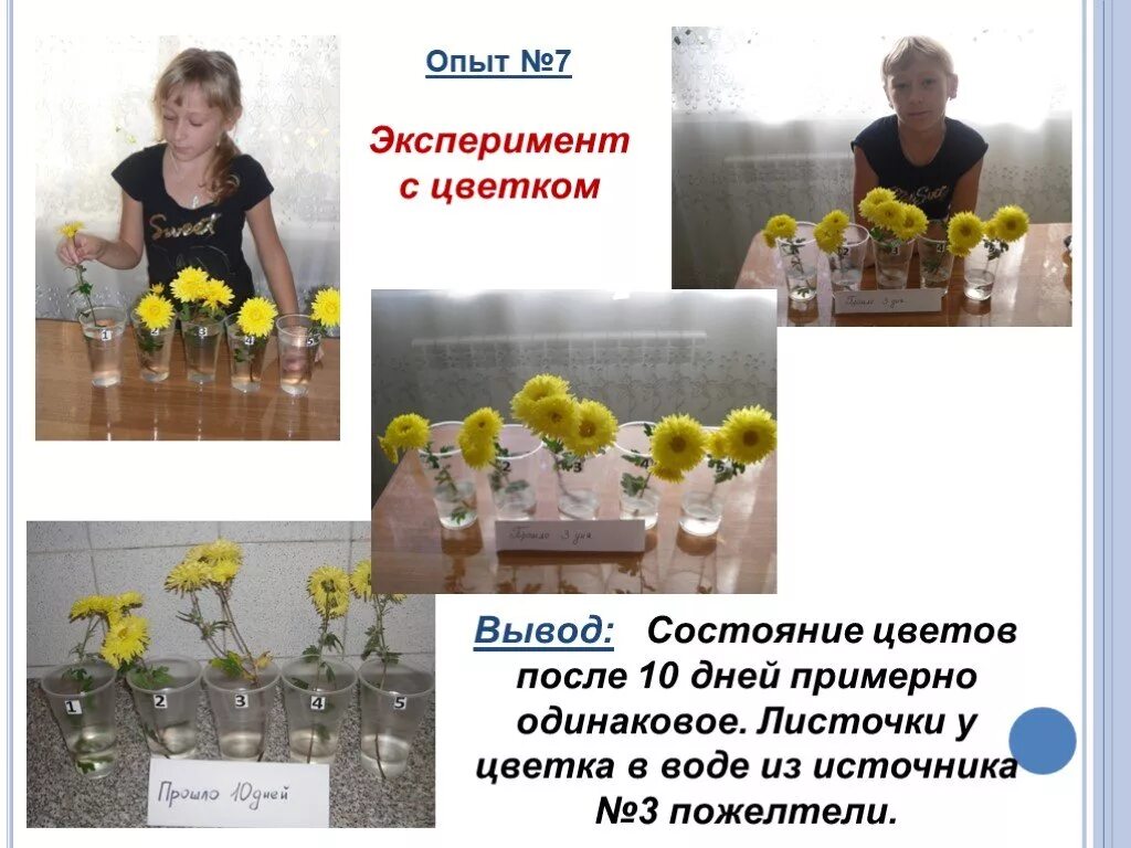 7 эксперимент. Эксперимент с цветами. цветочки для эксперимента с водой. опыт цветы на воде. опыт с бумажным и цветком и водой.
