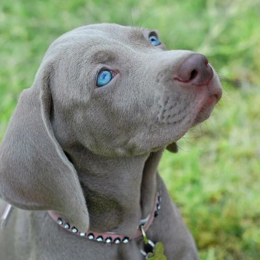 Гончая веймаранер голубая. Немецкая гончая веймаранер. Гончая веймаранер. Порода собак легавая веймаранер. Порода собак веймаранер.