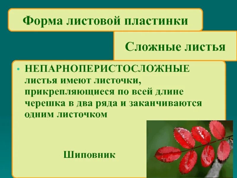 Какие листья у шиповника. Строение листовой пластинки у шиповника. форма листовой пластины у шиповника. строение листа шиповника. форма листа шиповника.