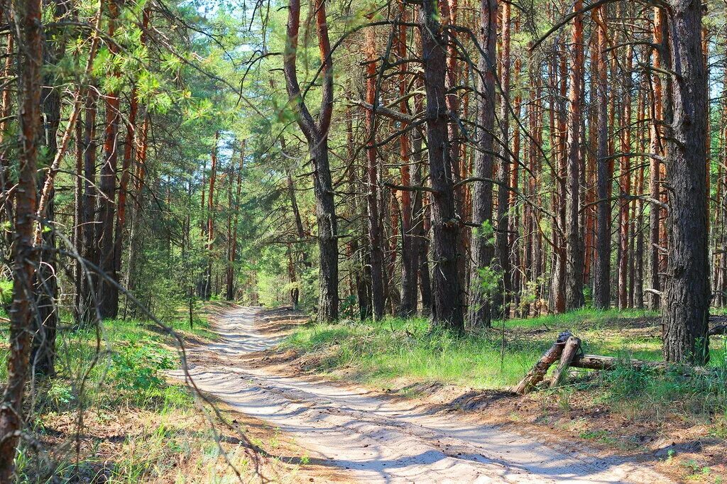 сосновый бор воронеж лес. воронежское лесами. сосновый бор воронеж лес. сосновый лес воронеж. сосновый бор воронеж заповедник.