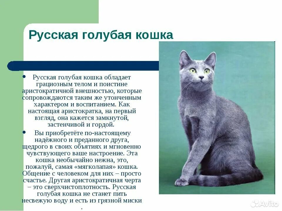 Ksenia Русская голубая кошка, Голубые кошки, Котята