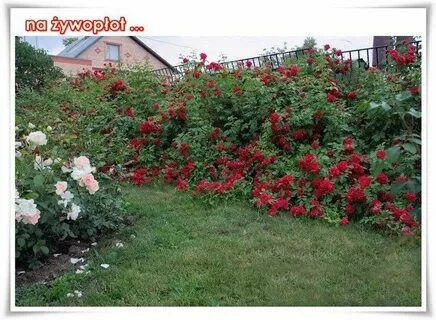 Розы в два ряда