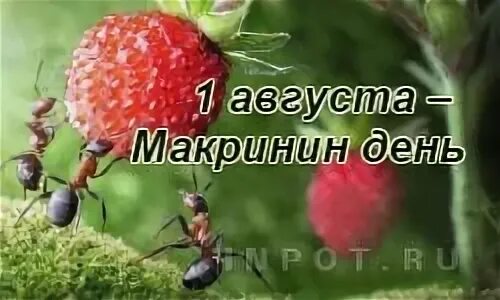 Что такое 1 августа. 1 августа макринин день. макринин день, мокрины. 1 августа народные приметы. макринин день мокрины 1 августа народные приметы.