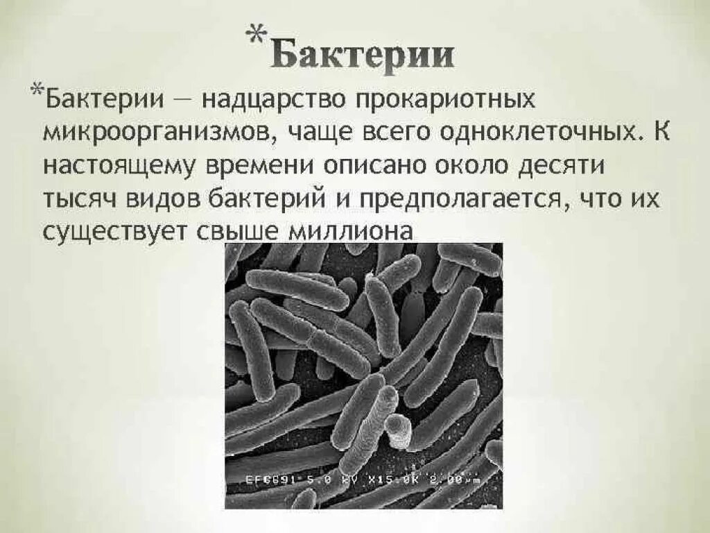 Бактерии паразиты человека. Бактерии паразиты бактерий. Микроорганизмы паразиты. К какому виду относятся бактерии