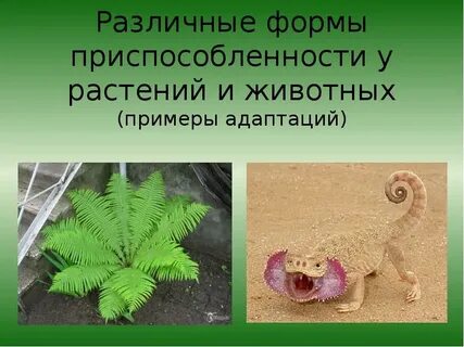 3 приспособленности животных и растений