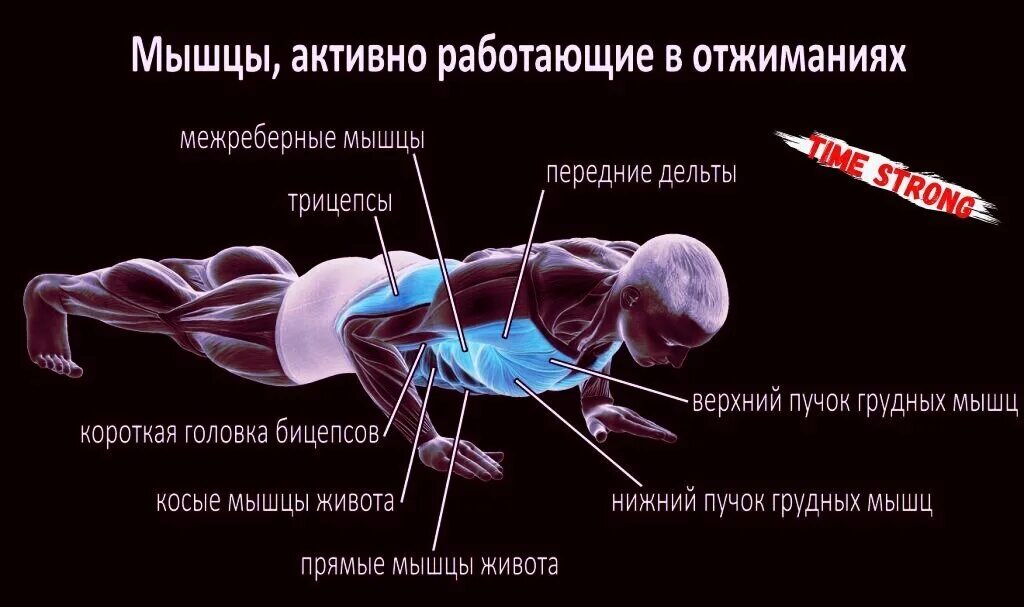 Какие мышцы наиболее развиты. Алмазные отжимания группы мышц. Мышцы работающие при отжимании от пола. Мышцы задействованные при отжимании. Отжимания какие мышцы работают.