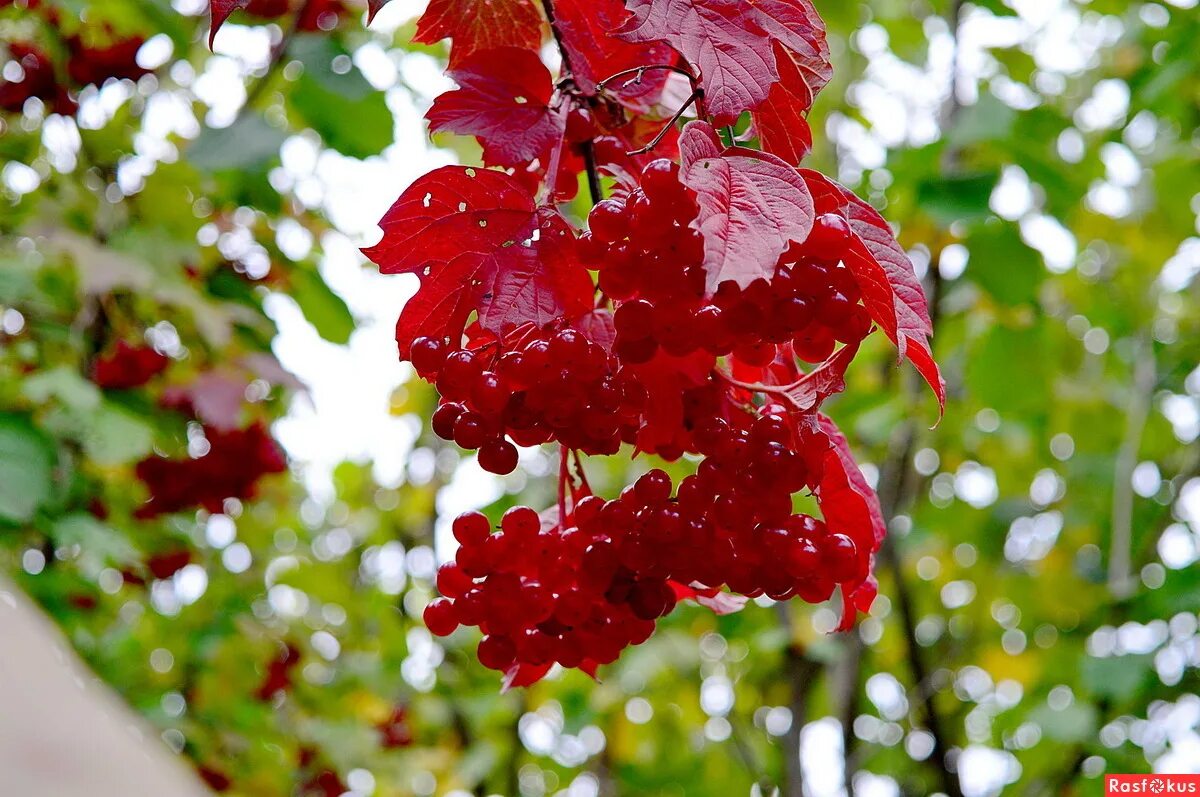 рада куст калины. у долины куст калины. калина дерево. рада куст калины. рада куст калины.