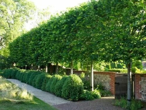 Деревья вдоль забора фото modern plant fence Pesquisa do Google Fence landscaping, Fence plants, Fence d