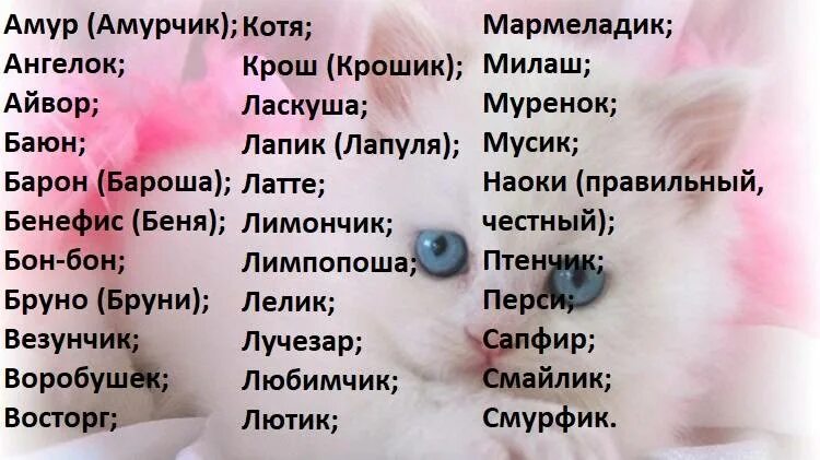 Кличка полосатому. Красивые имена для котов мальчиков. Имя для кошечки девочки. Красивые имена для кошек. Милые имена для котиков.