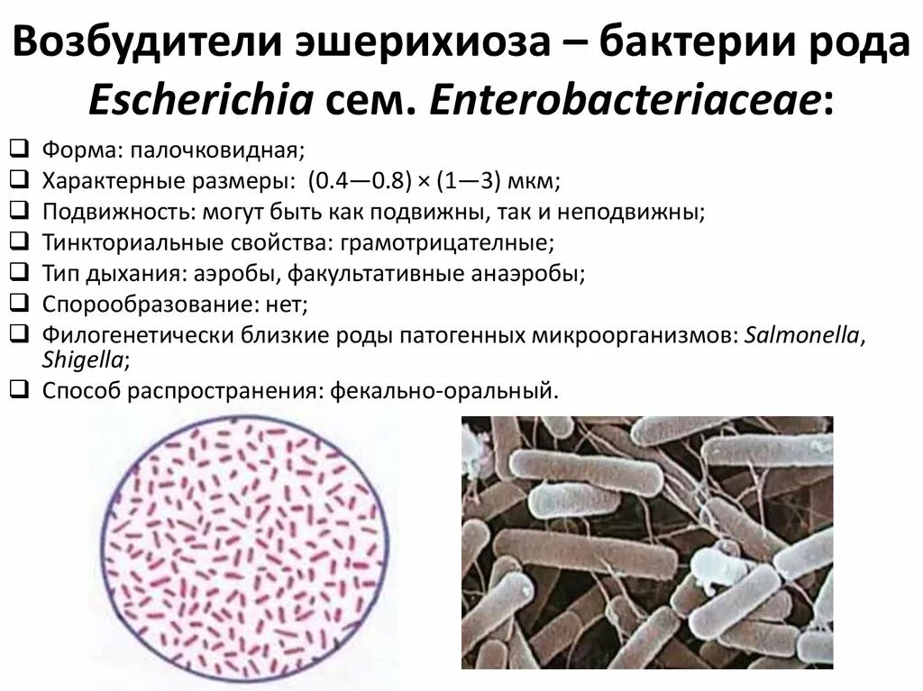 Свойства кишечной палочки. Эшерихиоз возбудитель микробиология. Escherichia coli микробиология морфология. Эшерихия коли микробиология морфология. Характеристика возбудителя эшерихиозов микробиология.