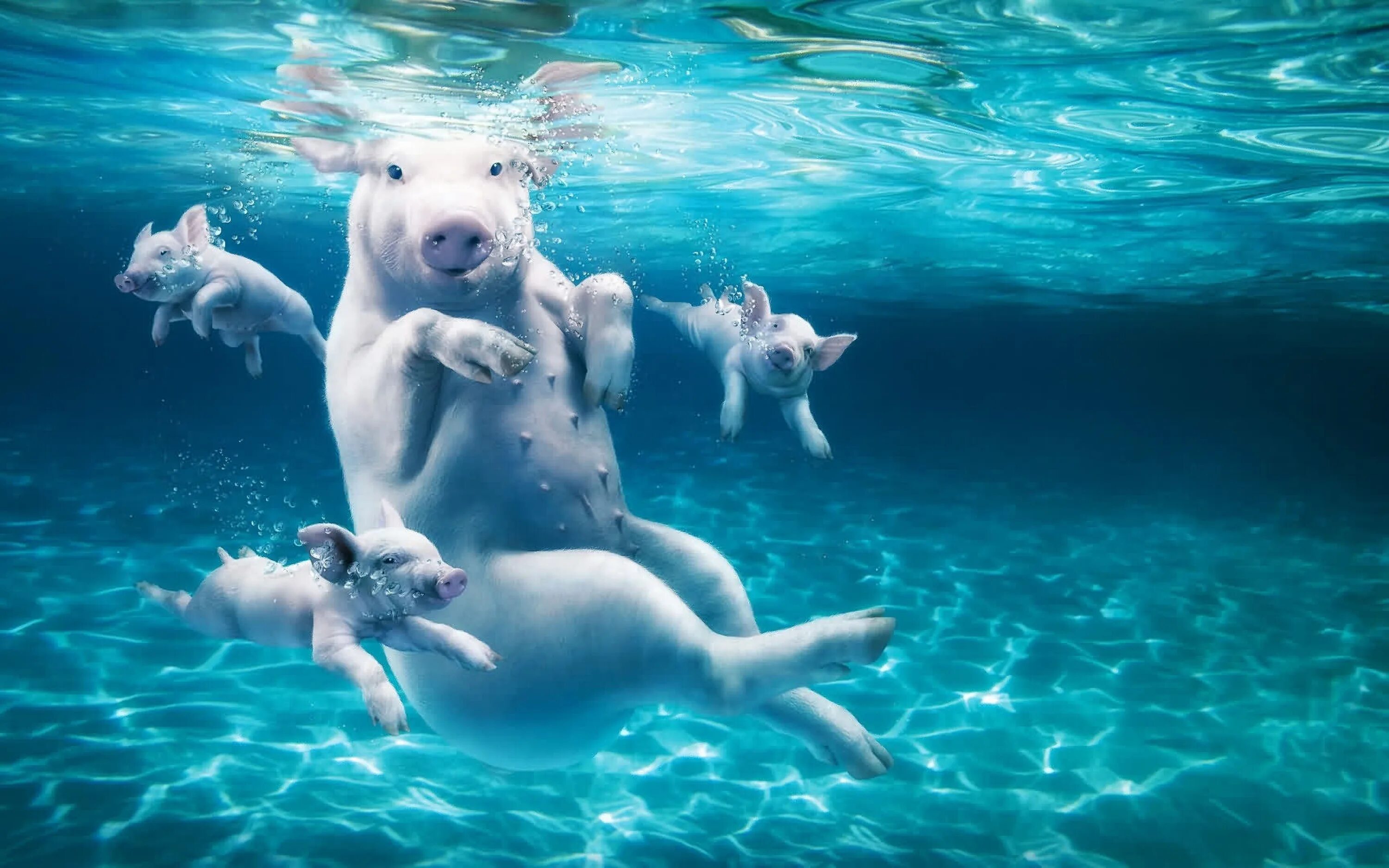 Звери под водой. Животные в воде. Животное под водой. Приколы под водой. Плавающие животные.
