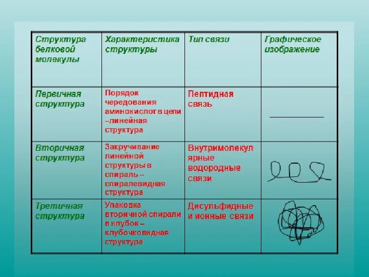 Свойства белковых молекул. Таблица структура белка строение. Характеристика вторичной структуры белка таблица. Структуры белковых молекул таблица. Уровни организации белковой молекулы таблица 10 класс.