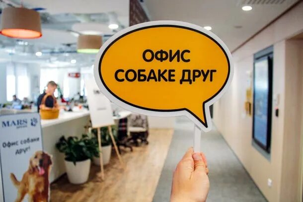 Собак спб вакансии. Собака в офисе. pet-friendly-офисы в москве. собака в офисе фото. pet friendly офис.