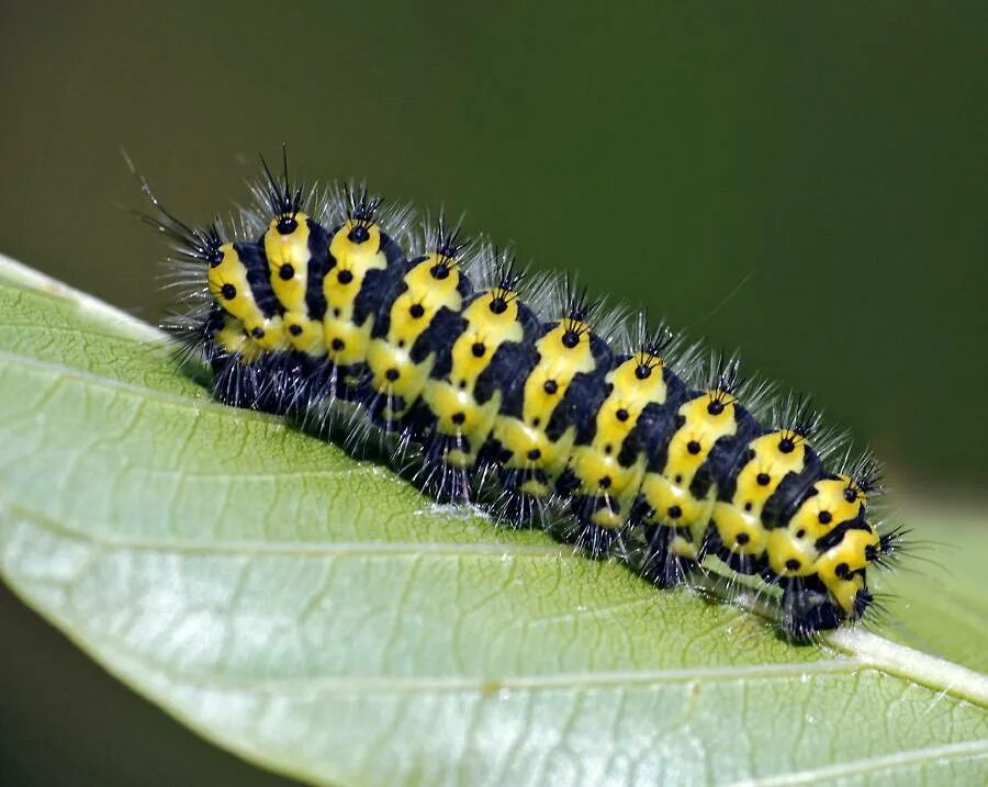 многоцветница гусеница. гусеница бабочки павлиний глаз. черная гусеница павлиний глаз. ночной павлиний глаз гусеница. гусеница павлиний глаз.