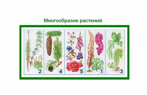 3 группы растений 2 класс окружающий мир