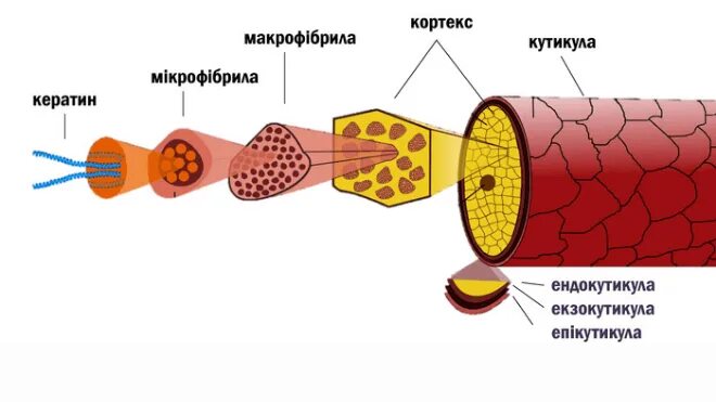 В клетках содержатся кератины