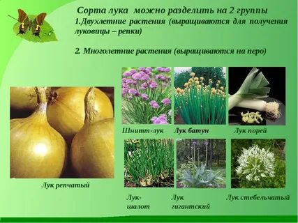 Двухлетние растения