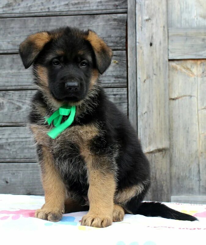 Щенки немецкой москва и область. Овчарка немецкаяшенок. Васко немецкая овчарка. Кутята немецкой овчарки. Питомник немецких овчарок в москве.