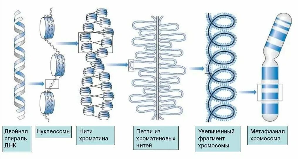 Предположите какая из представленных последовательностей принадлежит гистону. Уровни упаковки компактизации ДНК. Уровни упаковки ДНК В хромосоме. Этапы упаковки ДНК. Уровни компактизации ДНК схема.