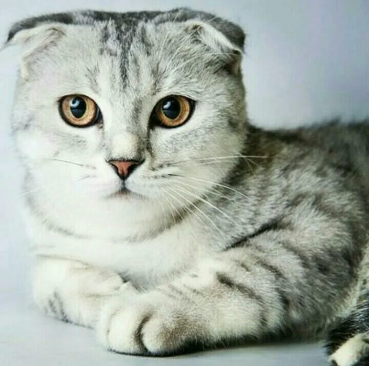 Шотландец скоттиш фолд. Шотландская вислоухая фолд. Скоттиш-фолд Шотландская вислоухая котята. Отландская вислоухая ошка