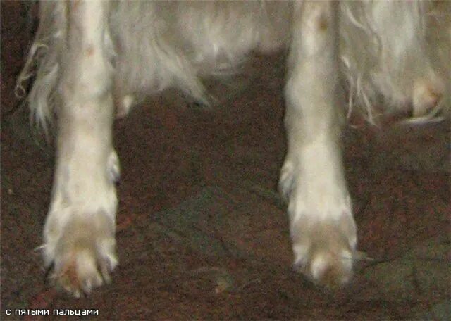 Короткие пальцы у собак. Босерон прибылые пальцы. Прибылые пальцы у собак на задних лапах.