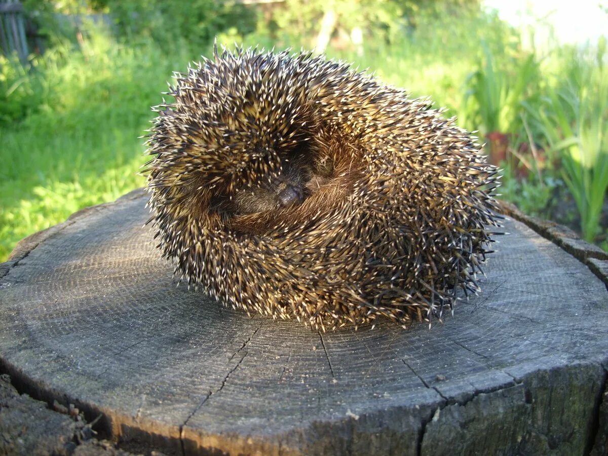 Еж в клубке. Даурский еж клубок. Ёжик свернулся в клубок. Еж сворачивается в клубок. Свернувшийся еж.