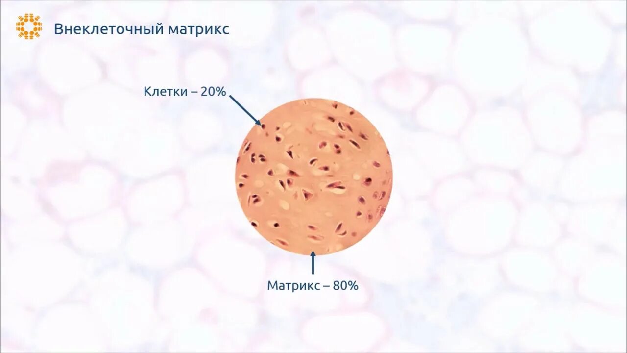 Внеклеточный матрикс клетки. Микроокружение гистология. Структура экстрацеллюлярного матрикса. Внеклеточный матрикс клетки. Адвентициальные ретикулярные клетки.