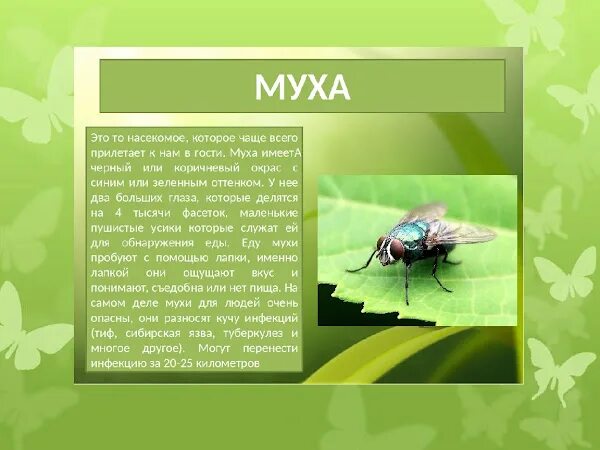 Детям про муху. Описание мухи. Сообщение о мухе. Описание про муху. Доклад про мух.