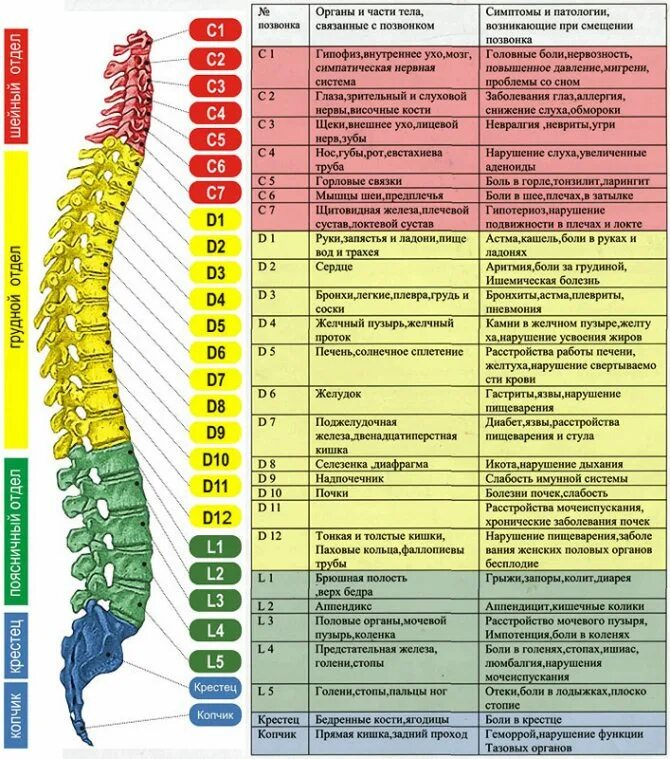 Позвоночник по отделам с номерами. Позвоночник строение анатомия поясничного отдела позвоночника. Позвонки человека анатомия по отделам позвоночника.