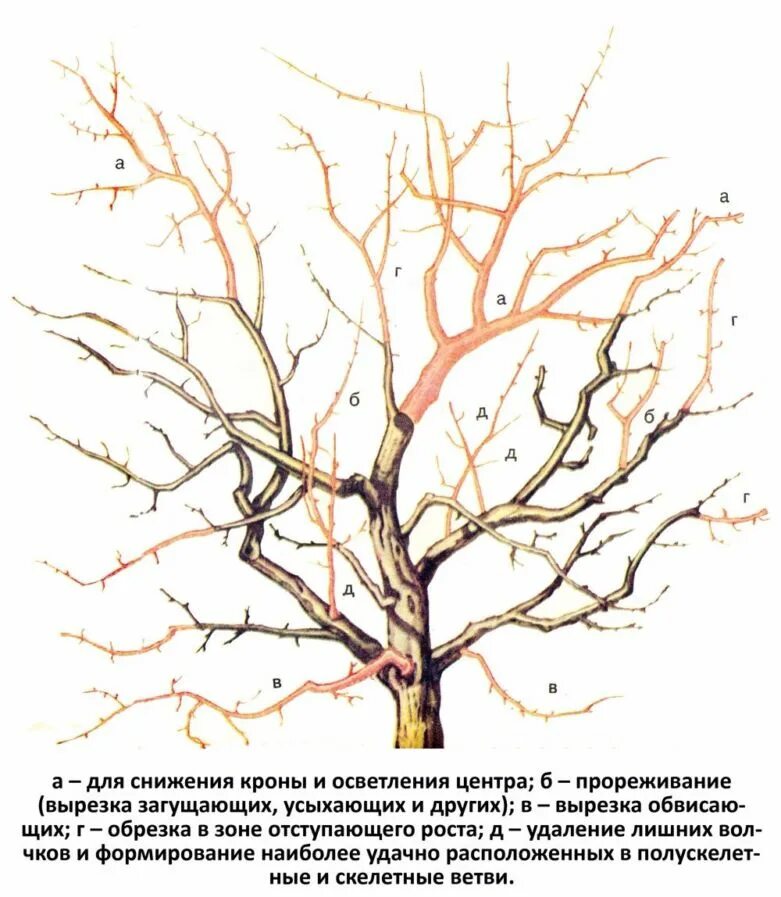 Обрезка взрослых деревьев. Обрезка абрикоса весной схема. обрезать абрикос осенью. обрезать абрикос весной. схема обрезания яблони.