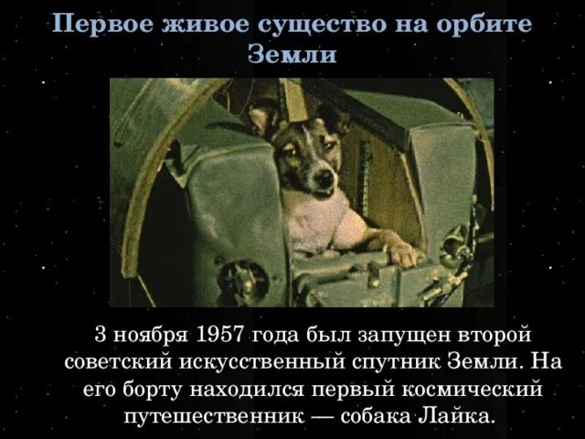 Собака лайка 1957. 1957 Году запущена на орбиту собака лайка.. Первое живое существо на орбите земли. Живое существо на орбите 3 ноября 1957г..