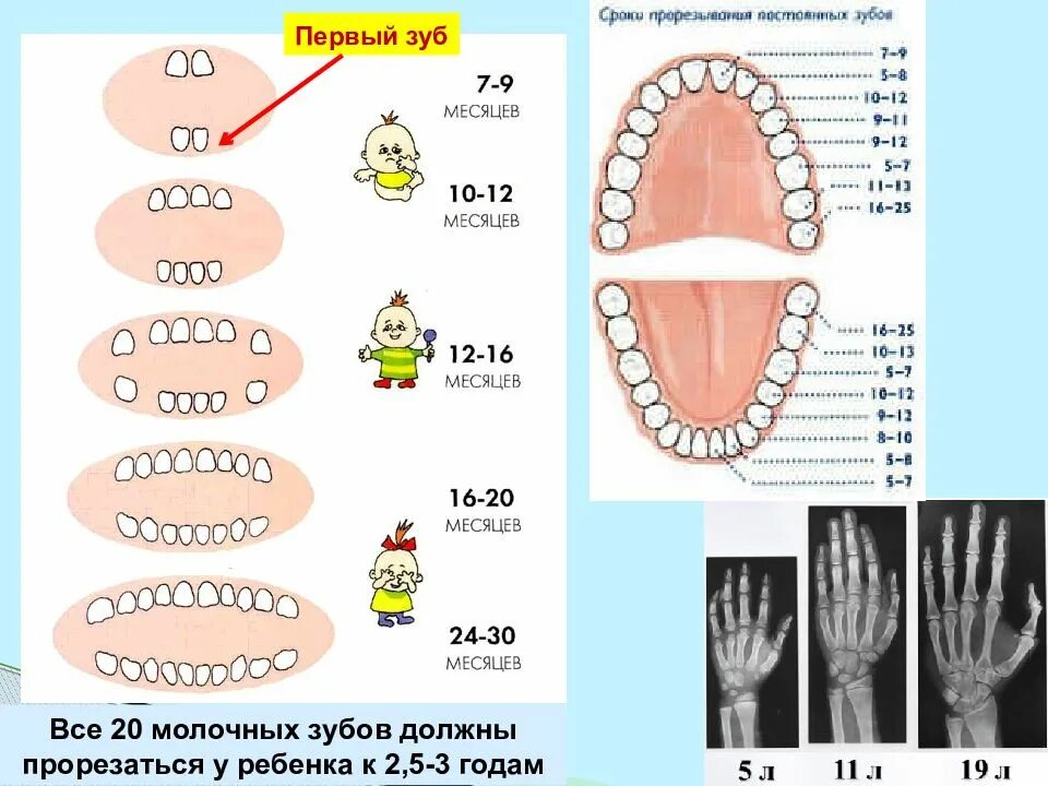 В 3 года сколько зубов должно быть. Смена молочных зубов. Схема молочных зубов у детей. Смена зубов у детей схема. Схема смены молочных зубов на постоянные.