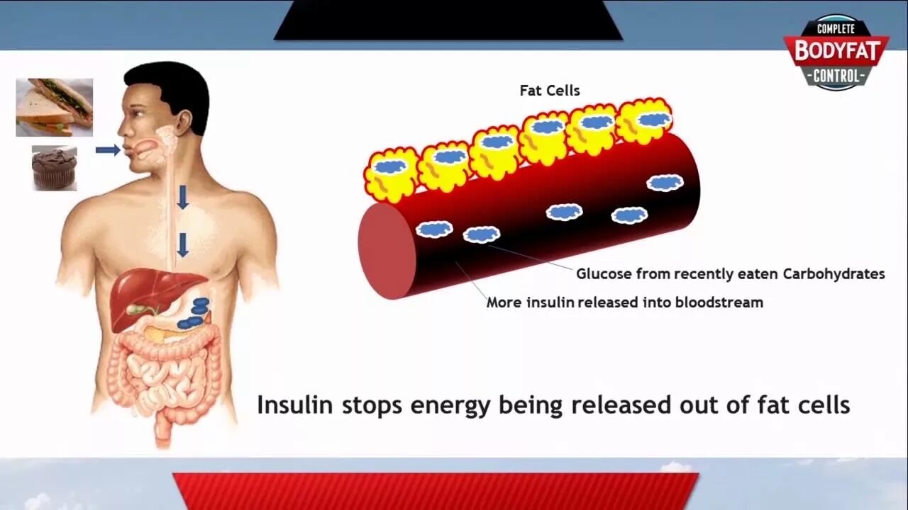 How did you burn. Burn the fat, feed the muscle. how does fat enter the body?.