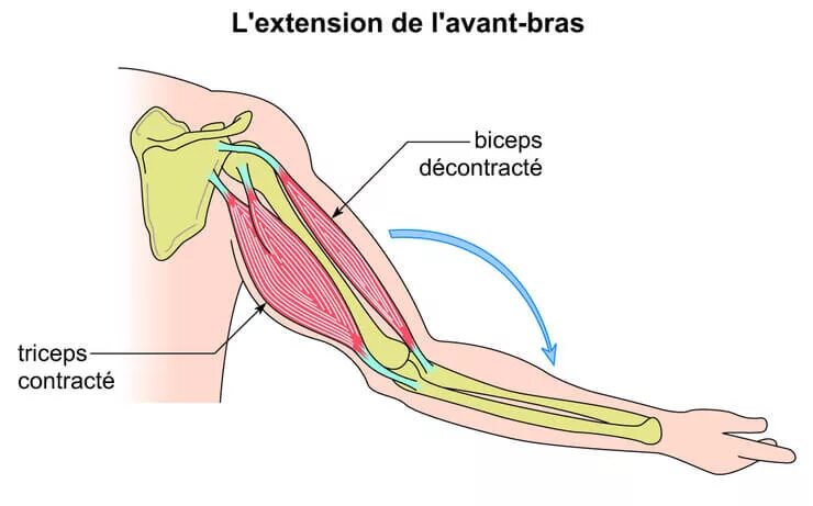 L extension. Extenseur. Avant Bras Anatomy. Мышцы бра.