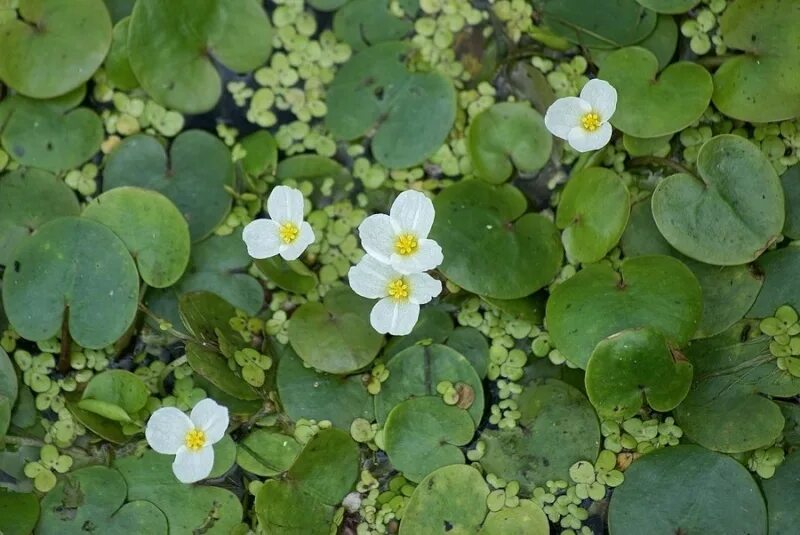 Водокрас обыкновенный. Водокрас обыкновенный (Hydrocharis morsus-Ranae). Водокрас и стрелолист. Водокрас Лягушачий.