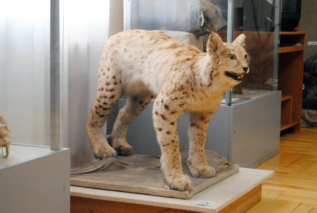 упоротое чучело рыси. рысь таксидермия. чучело рыси скептическая рысь. чучело рыси. краеведческий музей пенза чучела животных.