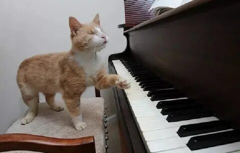 Кот любил играть