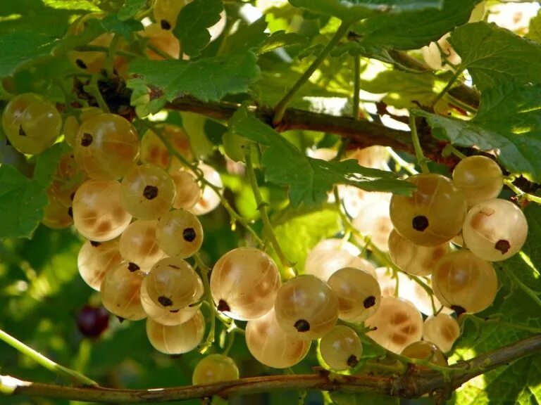 Цветение белой смородины. Смородина белянка. Белая смородина цветы. Ribes niveum куст. Смородина белая смольяниновская (с2).