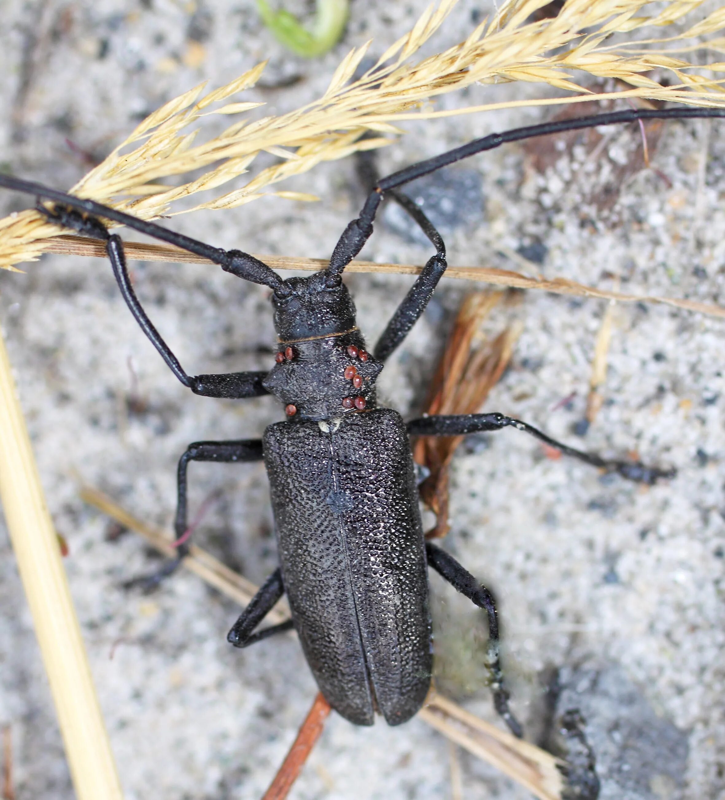 Черный усач фото. Черный Сосновый усач (Monochamus galloprovincialis oliv.). Жук усач Сосновый. Черный Жук усач дровосек. Малый черный еловый усач.