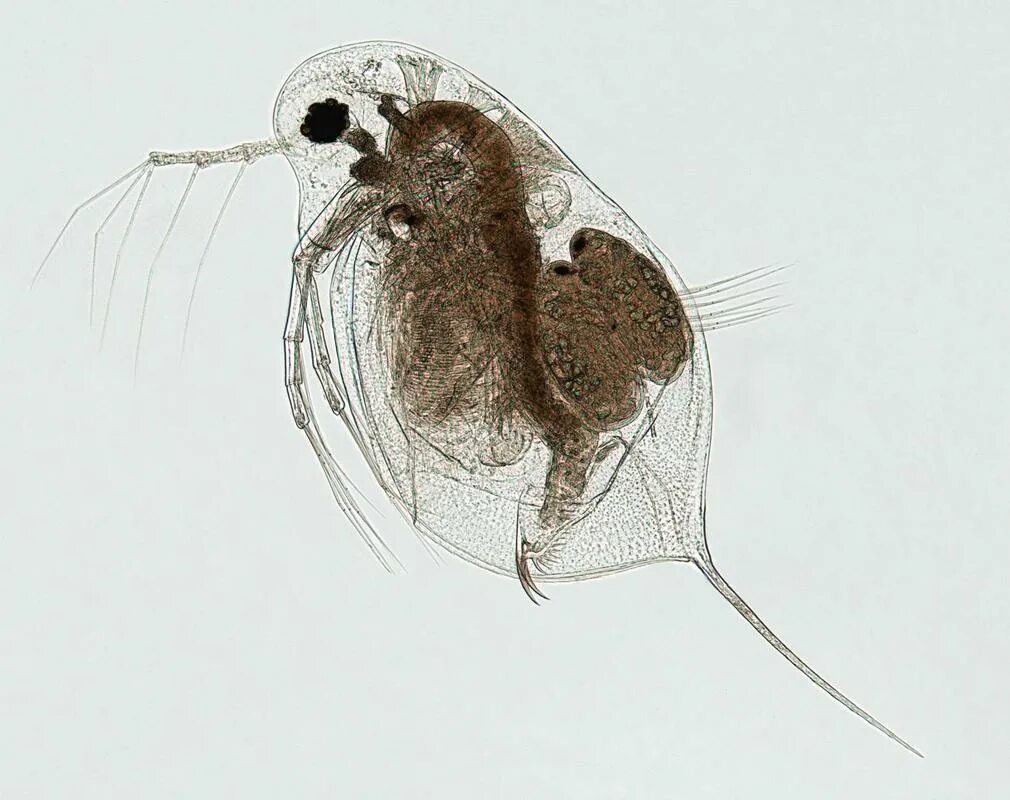 Зоопланктон дафния. Дафнии (Daphnia). Ракообразные дафния и Циклоп. Дафнии и циклопы зоопланктон.