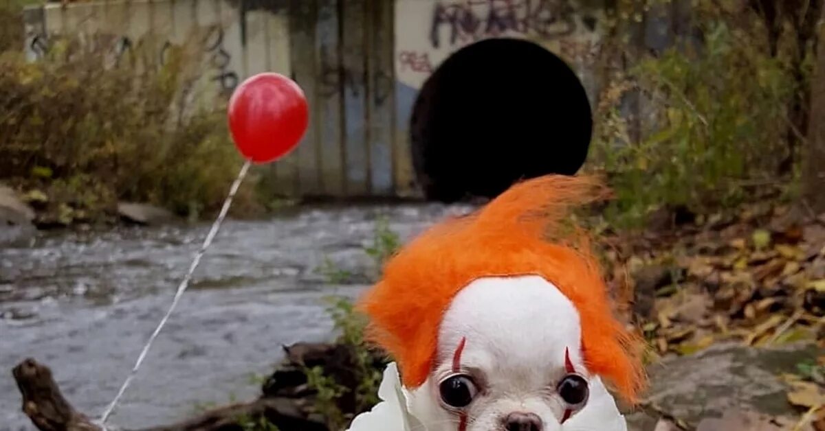 Собака клоун. Собака в костюме клоуна. Клоун с собачкой. Корова клоун