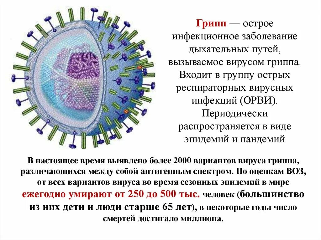 Профилактика вируса гриппа. Вирус гриппа презентация. Заболевание которое вызывает вирус гриппа. Вирус гриппа и коронавирус.