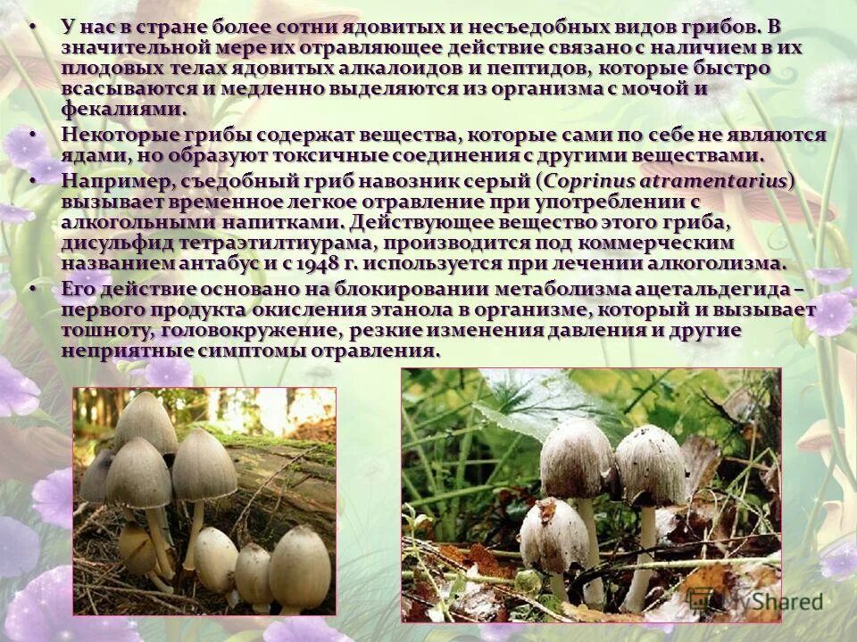 Какой вред наносят грибы человеку. Алкалоиды в грибах. Какой яд содержится в грибах. Ядовиты плодовые тела грибов. Ядовитое вещество в грибах.
