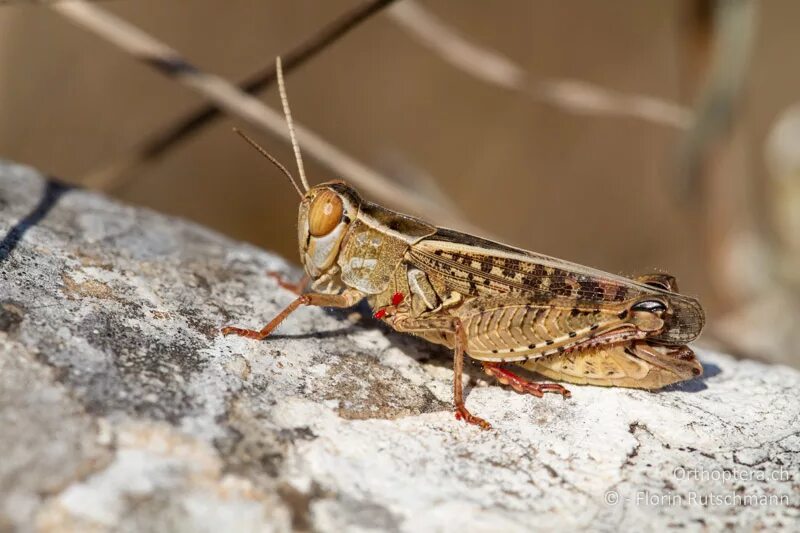 Чем питаются личинки саранчи. Прус итальянский (Calliptamus italicus). Итальянский Прус Саранча. Прус итальянский Прямокрылые. Личинка итальянского Пруса.