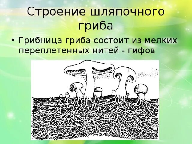 Грибница мицелий. Грибные нити. Водоросль лишайника синтезирует органические вещества. Из чего состоит гриб. Строение плодового тела гриба.