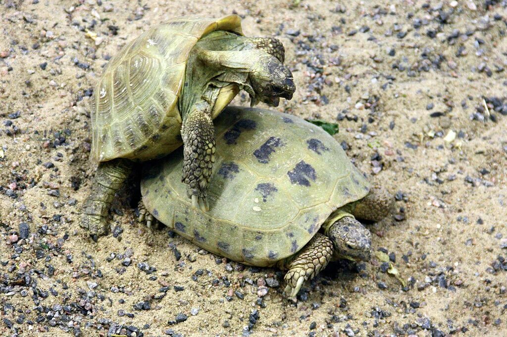 Размножение черепах. Как размножаются черепахи. Размножение черепах в природе. Рождение черепах порядок. Черепахи пара